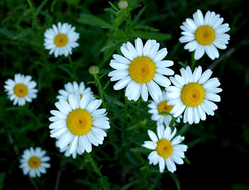 Leucanthemum Vulgare